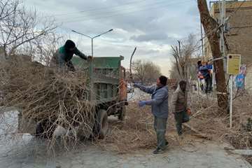 هرس درختان شهر توسط نیروی زحمت کش فضای سبز شهرداری خمینی شهر 