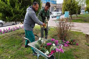 در آستانه  نوروز  
شهر  گلباران شد 
 کاشت  یکصد هزار  عدد گل شب بو و فصلی  در 
#خمینی‌شهر 
