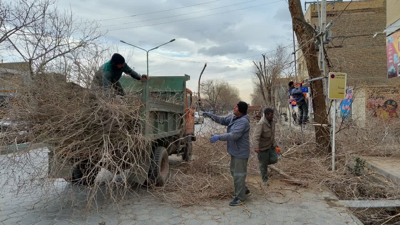 هرس درختان شهر توسط نیروی زحمت کش فضای سبز شهرداری خمینی شهر 